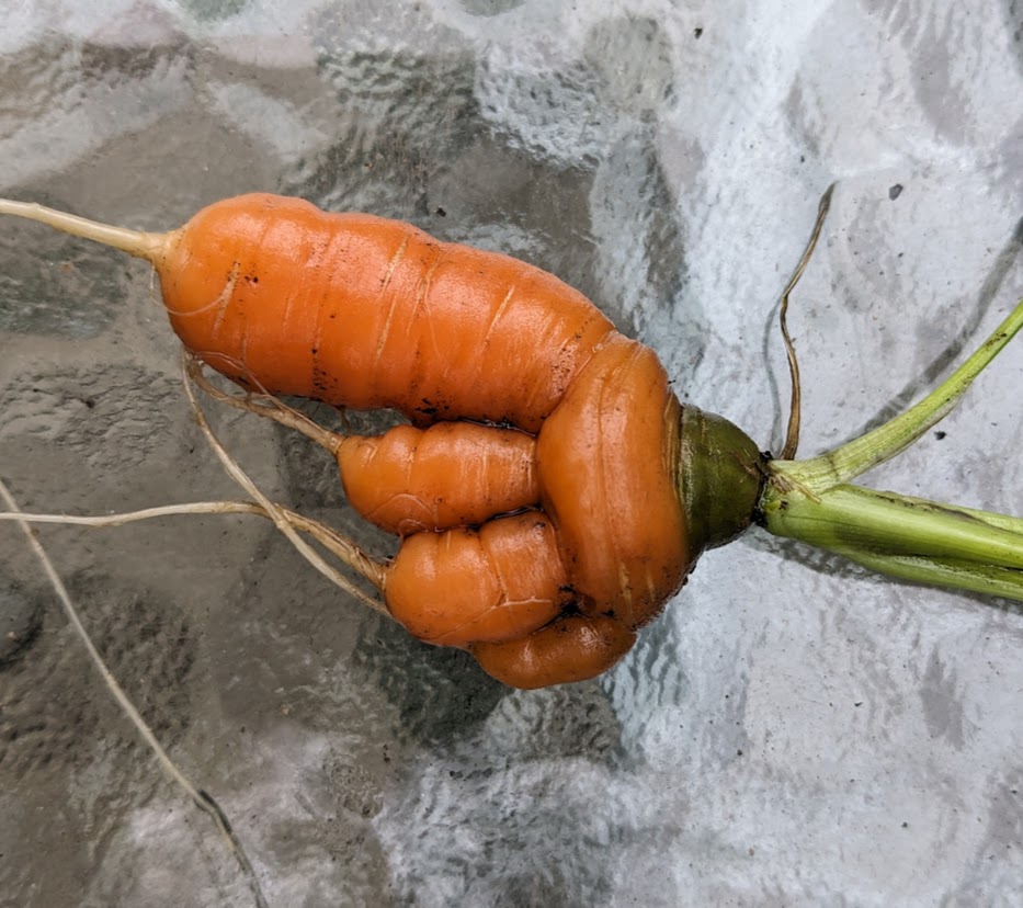 Hand carrot